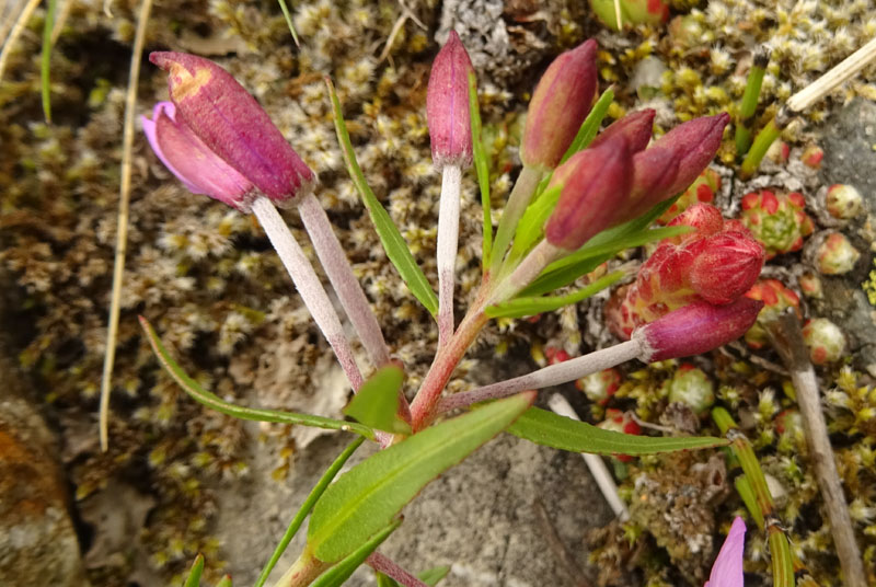 Chamaenerion fleischeri - Onagraceae